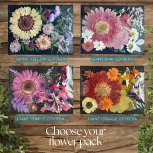 pressed flower packs large gerbera daisies pink yellow purple orange